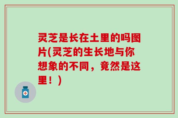 灵芝是长在土里的吗图片(灵芝的生长地与你想象的不同，竟然是这里！)