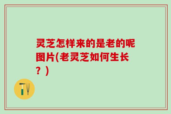 灵芝怎样来的是老的呢图片(老灵芝如何生长？)