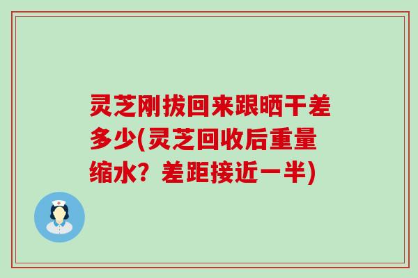 灵芝刚拔回来跟晒干差多少(灵芝回收后重量缩水？差距接近一半)