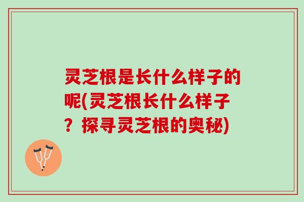 灵芝根是长什么样子的呢(灵芝根长什么样子？探寻灵芝根的奥秘)