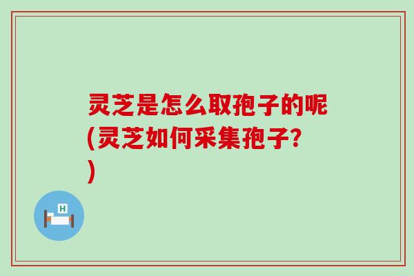 灵芝是怎么取孢子的呢(灵芝如何采集孢子？)