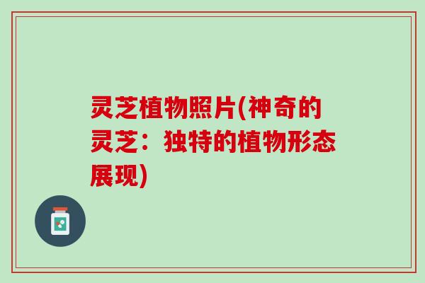 灵芝植物照片(神奇的灵芝：独特的植物形态展现)