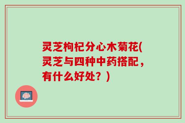 灵芝枸杞分心木菊花(灵芝与四种中药搭配，有什么好处？)