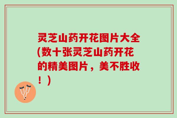 灵芝山药开花图片大全(数十张灵芝山药开花的精美图片，美不胜收！)