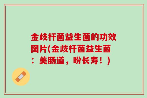 金歧杆菌益生菌的功效图片(金歧杆菌益生菌：美肠道，盼长寿！)