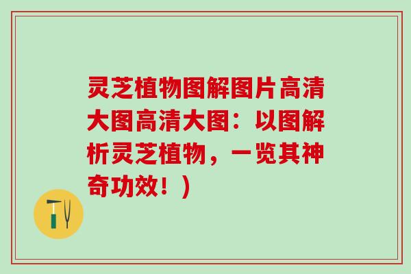 灵芝植物图解图片高清大图高清大图：以图解析灵芝植物，一览其神奇功效！)