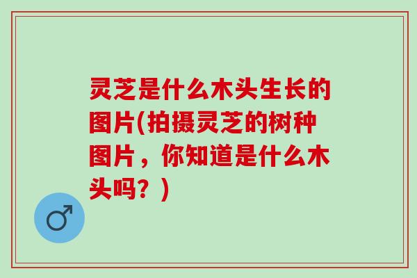 灵芝是什么木头生长的图片(拍摄灵芝的树种图片，你知道是什么木头吗？)
