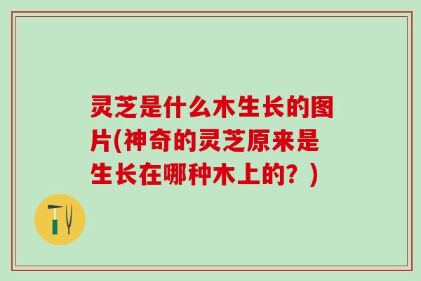 灵芝是什么木生长的图片(神奇的灵芝原来是生长在哪种木上的？)