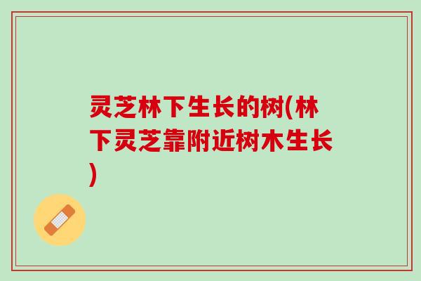 灵芝林下生长的树(林下灵芝靠附近树木生长)