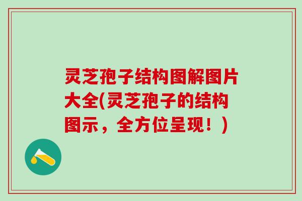 灵芝孢子结构图解图片大全(灵芝孢子的结构图示，全方位呈现！)