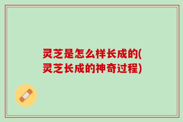灵芝是怎么样长成的(灵芝长成的神奇过程)