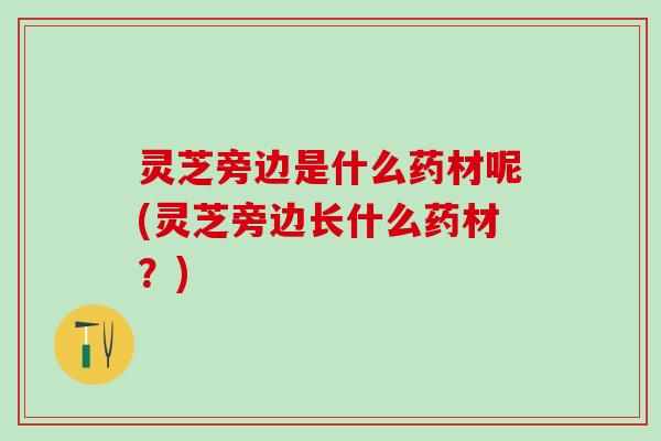 灵芝旁边是什么药材呢(灵芝旁边长什么药材？)