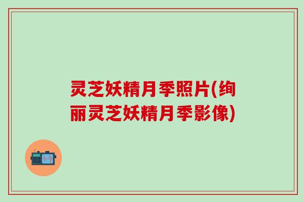 灵芝妖精月季照片(绚丽灵芝妖精月季影像)