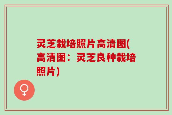 灵芝栽培照片高清图(高清图:灵芝良种栽培照片) 灵芝栽培照片高清图(高清图:灵芝良种栽培照片)