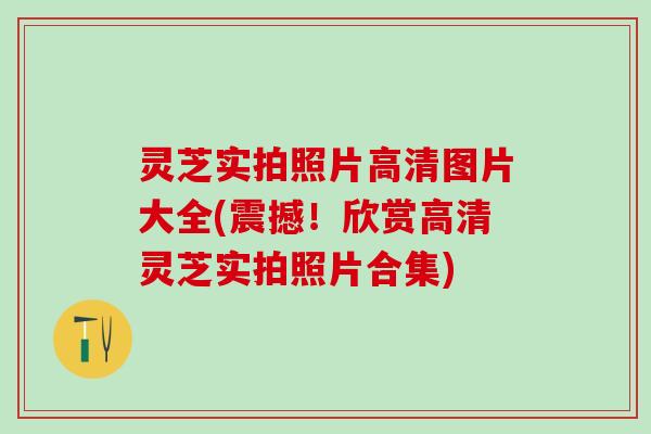 灵芝实拍照片高清图片大全(震撼！欣赏高清灵芝实拍照片合集)