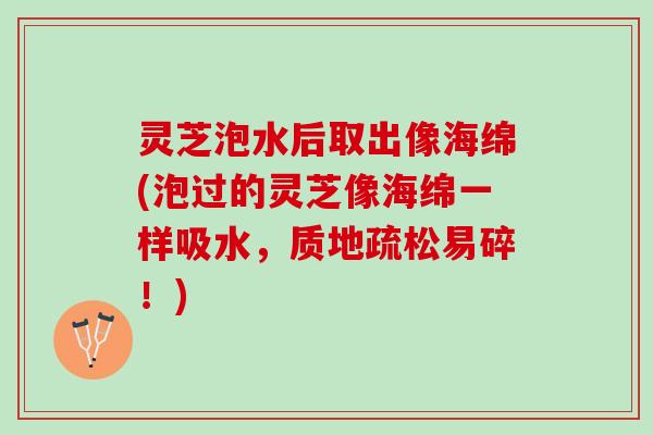灵芝泡水后取出像海绵(泡过的灵芝像海绵一样吸水，质地疏松易碎！)