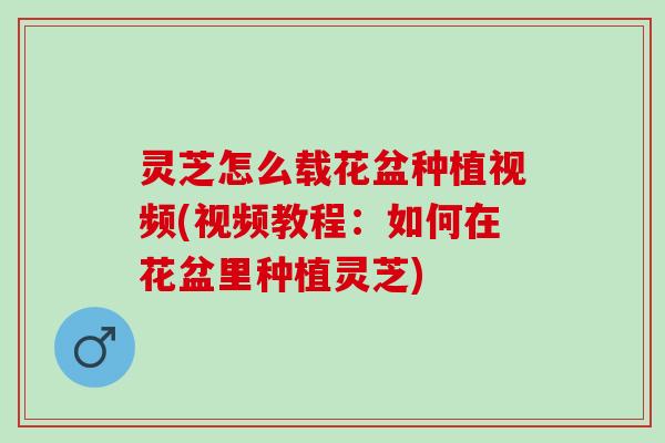 灵芝怎么载花盆种植视频(视频教程：如何在花盆里种植灵芝)