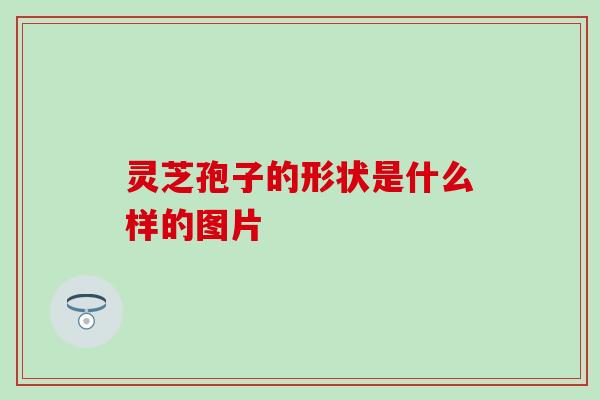 灵芝孢子的形状是什么样的图片