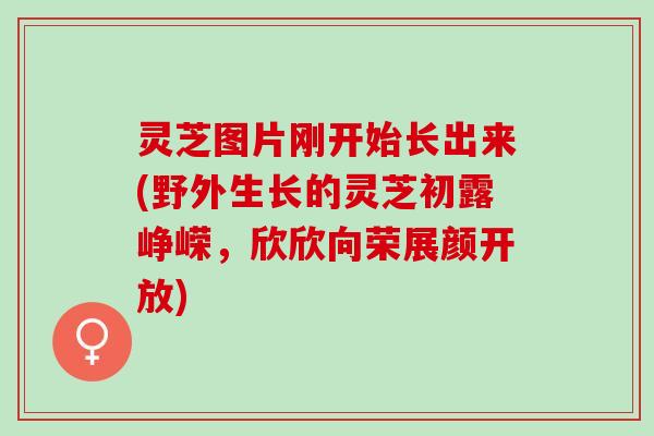 灵芝图片刚开始长出来(野外生长的灵芝初露峥嵘，欣欣向荣展颜开放)