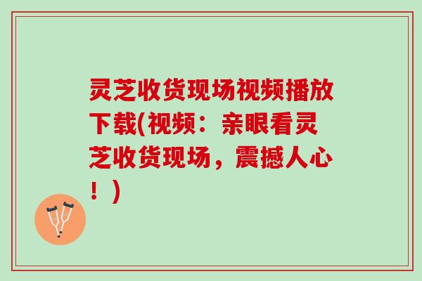 灵芝收货现场视频播放下载(视频：亲眼看灵芝收货现场，震撼人心！)