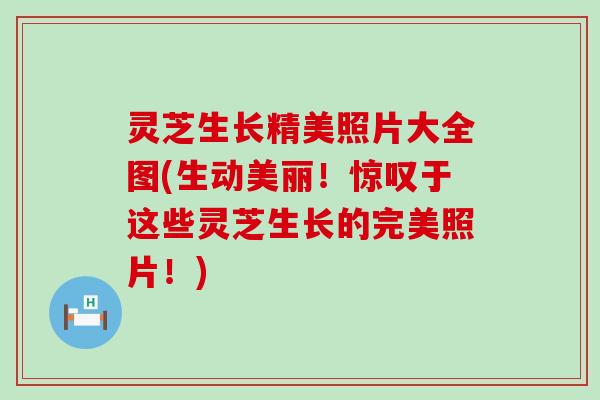 灵芝生长精美照片大全图(生动美丽！惊叹于这些灵芝生长的完美照片！)