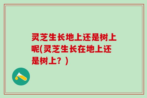 灵芝生长地上还是树上呢(灵芝生长在地上还是树上？)