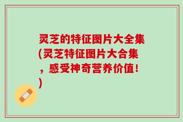 灵芝的特征图片大全集(灵芝特征图片大合集，感受神奇营养价值！)