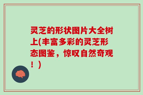 灵芝的形状图片大全树上(丰富多彩的灵芝形态图鉴，惊叹自然奇观！)
