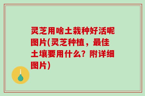 灵芝用啥土栽种好活呢图片(灵芝种植，最佳土壤要用什么？附详细图片)