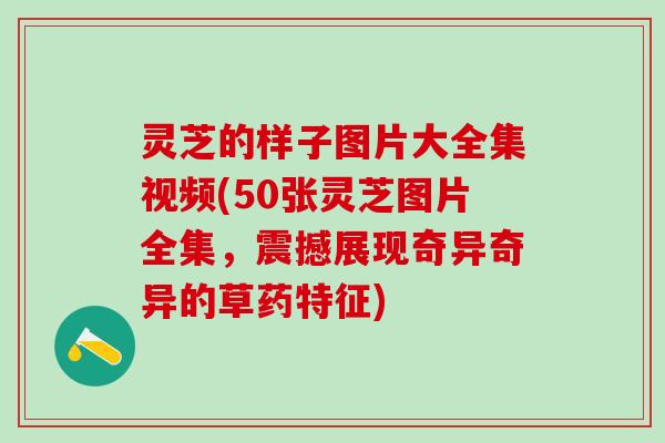 灵芝的样子图片大全集视频(50张灵芝图片全集，震撼展现奇异奇异的草药特征)