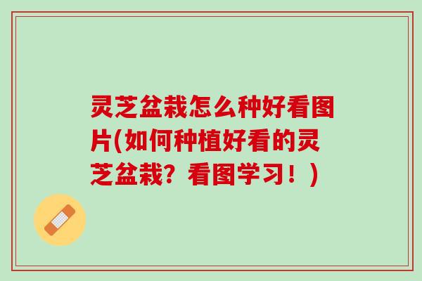 灵芝盆栽怎么种好看图片(如何种植好看的灵芝盆栽？看图学习！)