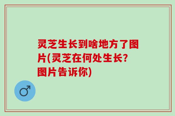 灵芝生长到啥地方了图片(灵芝在何处生长？图片告诉你)