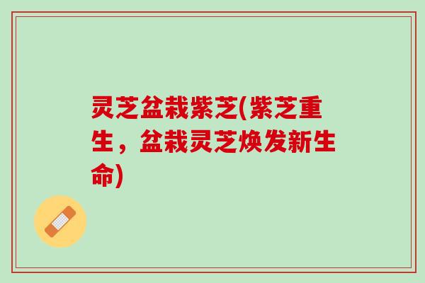 灵芝盆栽紫芝(紫芝重生，盆栽灵芝焕发新生命)