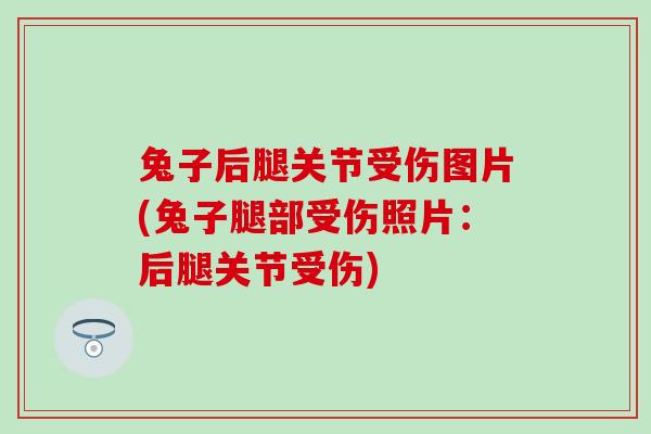 兔子后腿关节受伤图片(兔子腿部受伤照片：后腿关节受伤)