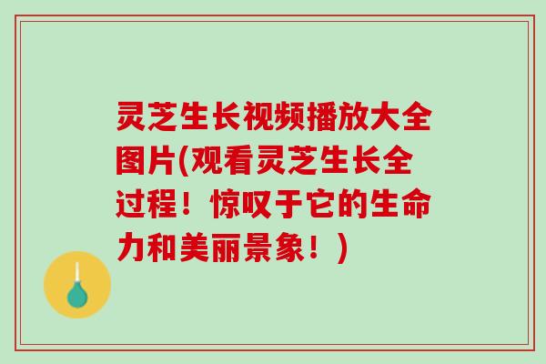 灵芝生长视频播放大全图片(观看灵芝生长全过程！惊叹于它的生命力和美丽景象！)