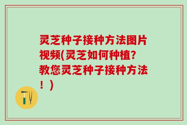 灵芝种子接种方法图片视频(灵芝如何种植？教您灵芝种子接种方法！)