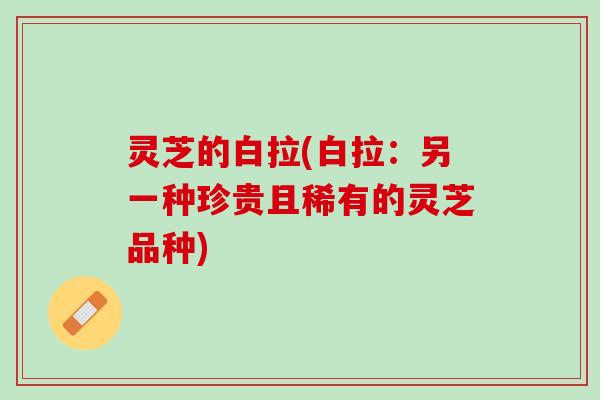灵芝的白拉(白拉：另一种珍贵且稀有的灵芝品种)