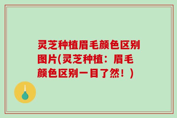 灵芝种植眉毛颜色区别图片(灵芝种植：眉毛颜色区别一目了然！)
