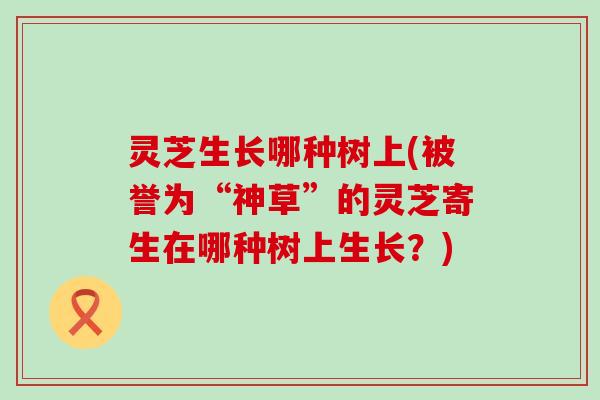 灵芝生长哪种树上(被誉为“神草”的灵芝寄生在哪种树上生长？)