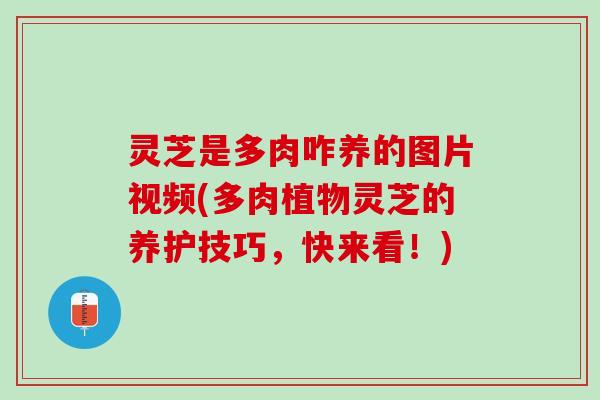 灵芝是多肉咋养的图片视频(多肉植物灵芝的养护技巧，快来看！)