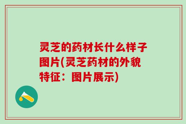 灵芝的药材长什么样子图片(灵芝药材的外貌特征：图片展示)