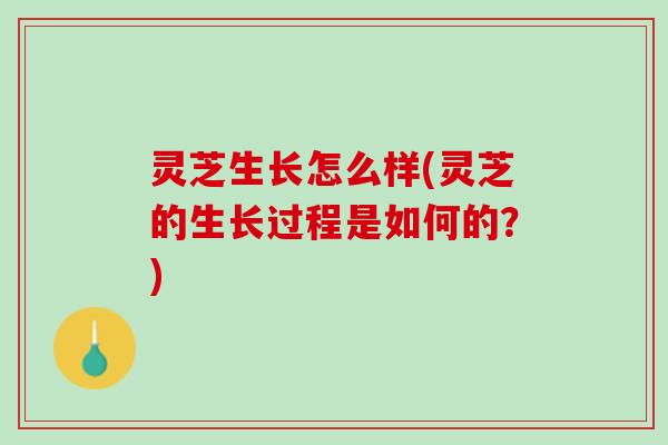 灵芝生长怎么样(灵芝的生长过程是如何的？)