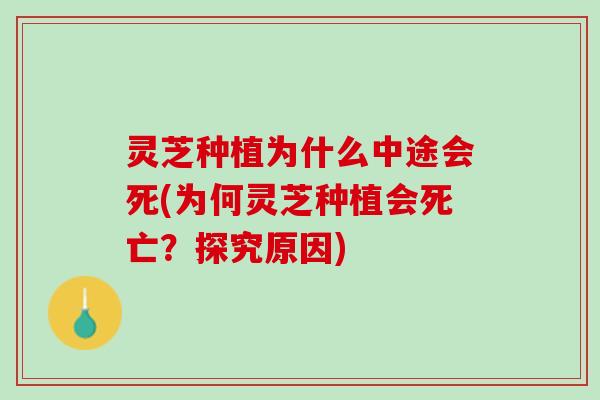 灵芝种植为什么中途会死(为何灵芝种植会死亡？探究原因)