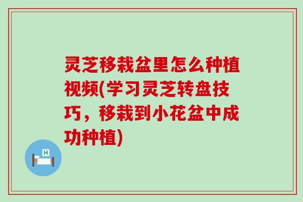 灵芝移栽盆里怎么种植视频(学习灵芝转盘技巧，移栽到小花盆中成功种植)