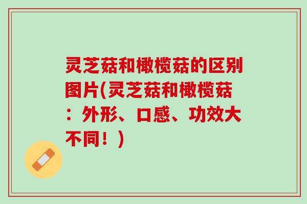 灵芝菇和橄榄菇的区别图片(灵芝菇和橄榄菇：外形、口感、功效大不同！)