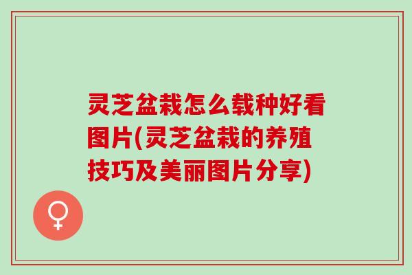 灵芝盆栽怎么载种好看图片(灵芝盆栽的养殖技巧及美丽图片分享)