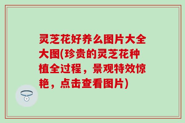 灵芝花好养么图片大全大图(珍贵的灵芝花种植全过程，景观特效惊艳，点击查看图片)