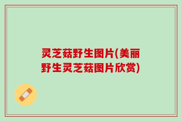 灵芝菇野生图片(美丽野生灵芝菇图片欣赏)