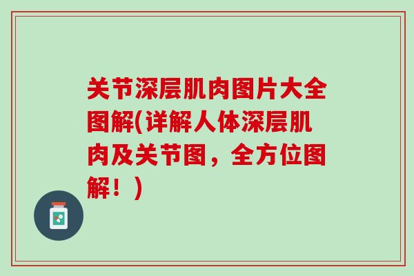 关节深层肌肉图片大全图解(详解人体深层肌肉及关节图，全方位图解！)