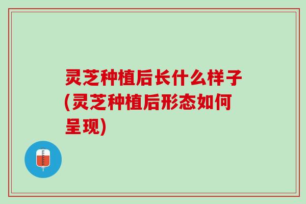 灵芝种植后长什么样子(灵芝种植后形态如何呈现)